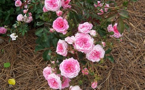 The sweet drift ® rose is a low growing ground cover rose with petite, baby pink blooms that grow in abundant clusters above dark green leaves. Sweet Drift Rose Picture - Gardenality