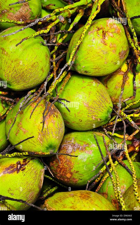 Coconut Thailand Stock Photo Alamy