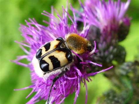 Bee Mimics Insects That Look Like Bees But Are Not Friends Of The Earth