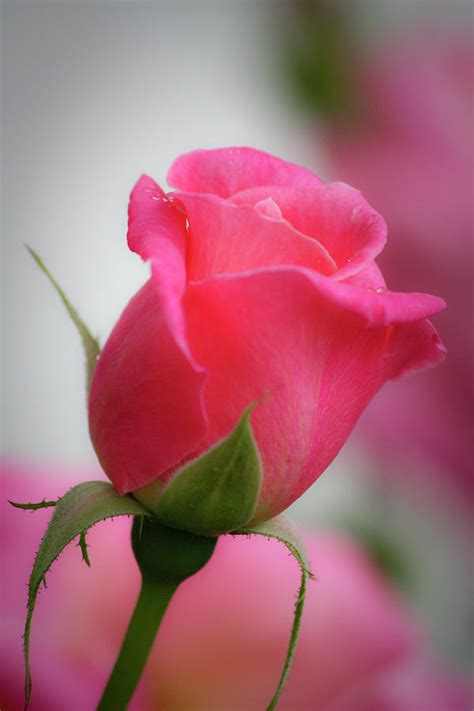 Pink Rosebud 1 Photograph By Teresa Mucha Fine Art America