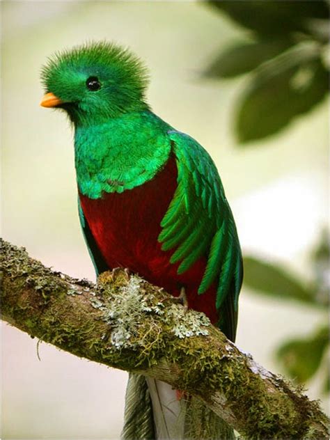El Quetzal Ave Nacional De Guatemala El Quetzal