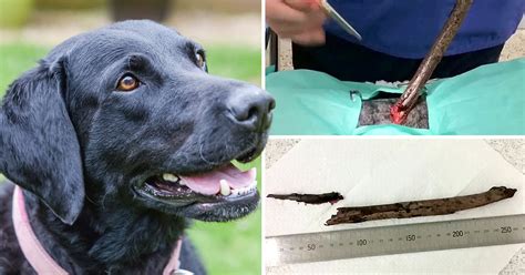 Is Throwing Sticks For Dogs Dangerous These Injuries Show How Bad It