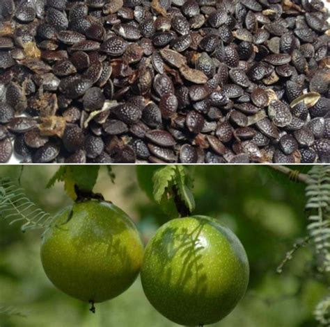 Passion Fruit Seed Germination Period Temperature Gardening Tips