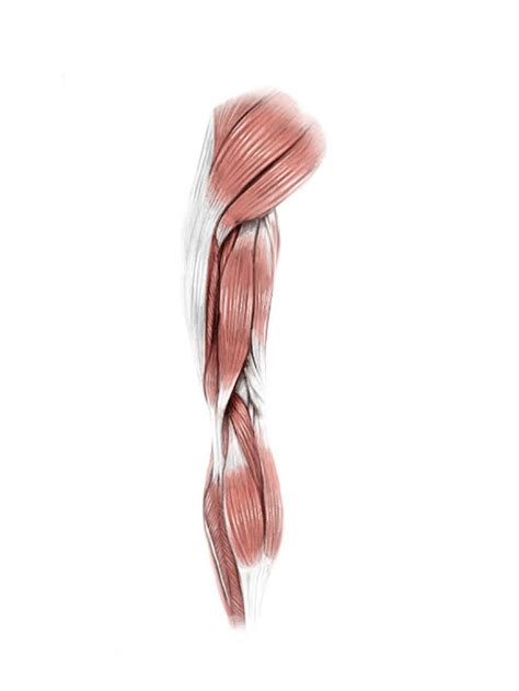 Digital Illustration Of The Posterior Muscles Of The Leg Poster Print