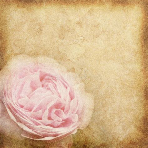 272 Pink Brown Grungy Vintage Flower Background Stock Photos Free