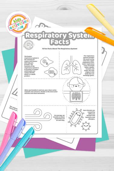 Super Cool Facts About The Respiratory System For Kids Who Love