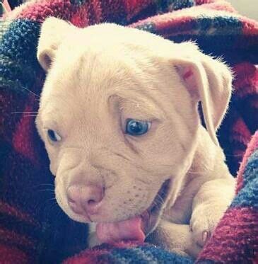 Понедельник, 26 апреля 2010 г. Buckskin pit pup | Cute animals, Baby animals, Pitbull puppies