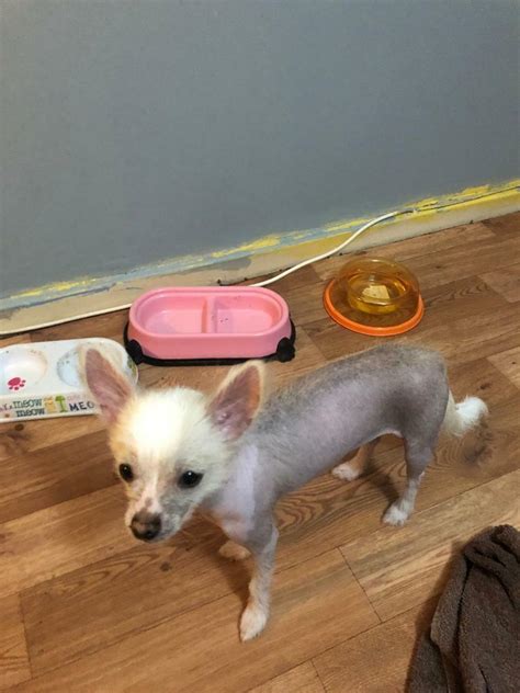 Chinese Crested X Chihuahua Sold Now In Barton Hill Bristol Gumtree