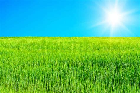 Green Grass Field In A Sunny Summer Day Stock Photo Colourbox