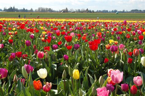 Bursts Of Color In Just A Few Weeks At The Wooden Shoe Tulip Farm In