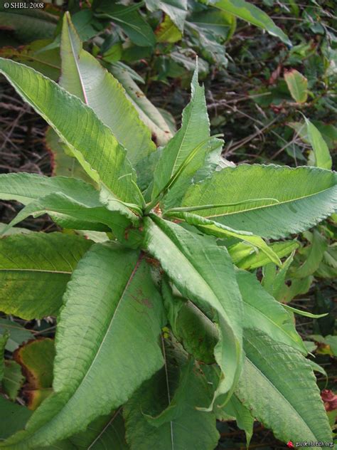 Polygonum Polystachyum Renouée à épis Nombreux Plantes Invasives