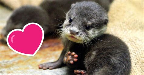 Why did the chicken go to the zoo? 10 Adorable Pet Otters You Should Follow On Instagram ...