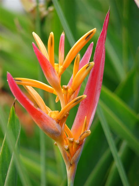 The golden yellow flowers tinged with orange look like small flames or parrots beak. Suriname / Surinam: parrot's beak, parakeet flower, parrot ...