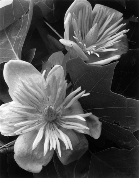 Imogen Cunninghams Sublime Close Up Botanical Photos From The 1920s