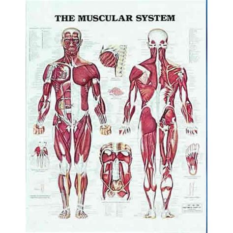 Muscular System Chart