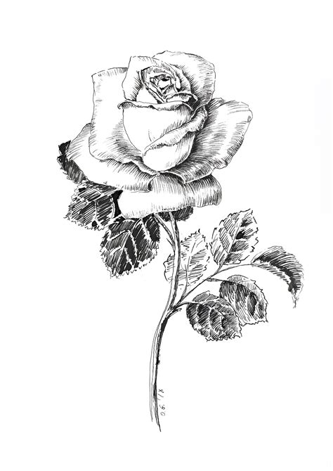 Black And White Rose Drawing Pen And Ink Sketch Flowers Floral Prints