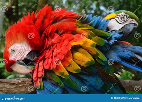 Colorful Plumage Of A Macaw In The Amazon Rainforest Stock Photo