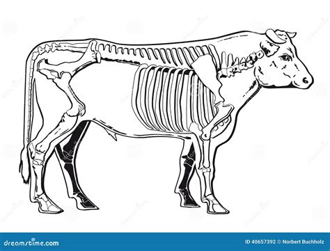 Simple Animals Bone Anatomy