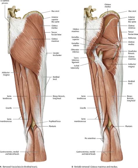 These are called the superficial, intermediate. Thigh Muscle Anatomy Posterior View Removed Gluteus ...