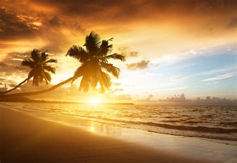 Beach Sunset Palm Trees Caribbean Sea 5k Hd Wallpaper Rare Gallery
