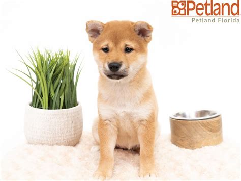 Shiba inu puppies for sale in florida select a breed. Petland Florida has Shiba Inu puppies for sale! Check out all our available puppies! #shibainu # ...