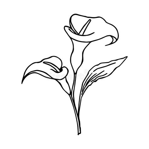 Calla Lillies Coloring Pages