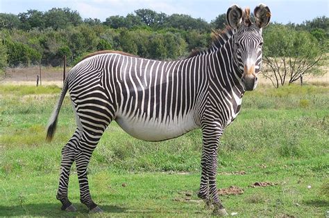 This species is found at tropical and subtropical temperatures from india and bangladesh to bhutan. Grevy's Zebra Facts, Habitat, Diet, Life Cycle, Pictures