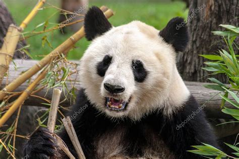 Primer Plano Del Oso Panda O Panda Gigante Ailuropoda Melanoleuca
