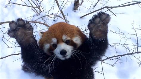 Watch These Red Pandas Go Nuts In The Snow Msnbc