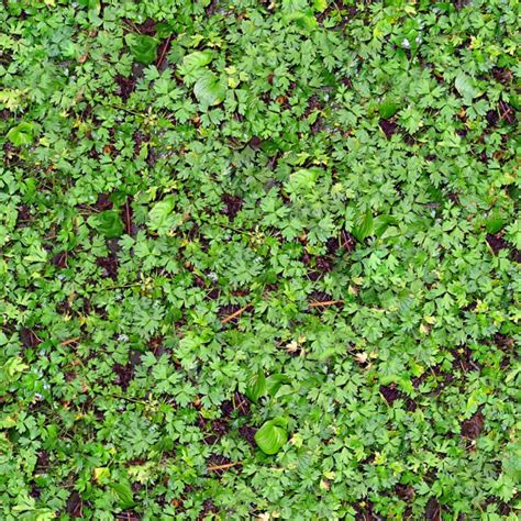 101 Landscaping Ground Cover Options Gardenlovin