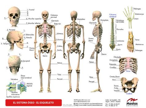 Principales Huesos Del Cuerpo Humano