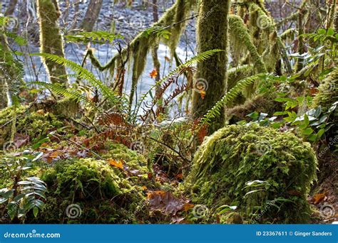 Mossy Mystical Forest Scene Stock Image Image Of Shade Plants 23367611