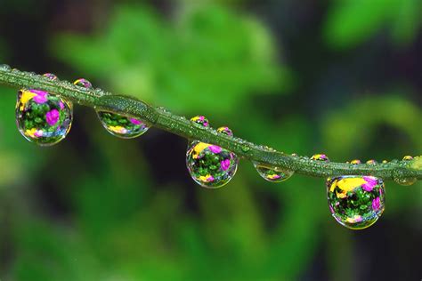 Macro Water Drop Photography by Steve Wall