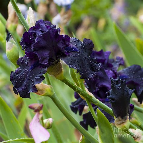 Black Iris With Water Drops Sq Photograph By Mandy Judson