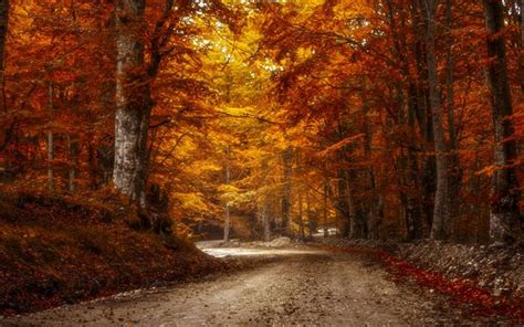 Download Wallpapers Autumn Forest Road Autumn Yellow Trees November