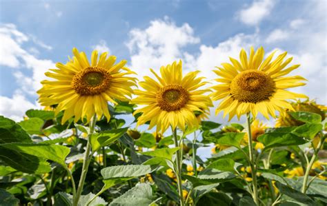 Sunflower Field Owners Are Begging Tourists To Stop Taking Off Their Clothes Williams Grand