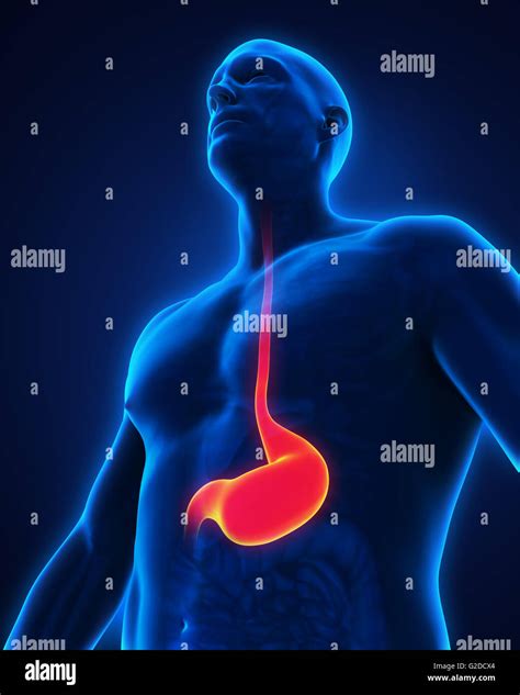 Fundus Of Stomach High Resolution Stock Photography And Images Alamy