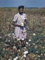 Florida Memory - Young woman picking cotton.