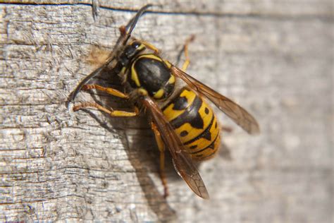 Apparently Wasps Eat Wood Rpics