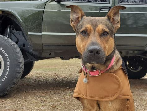 9 Things To Know About The German Shepherd Pitbull Mix With Pictures