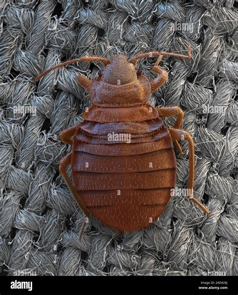 Bed Bug Cimex Lectularius Coloured Scanning Electron Micrograph
