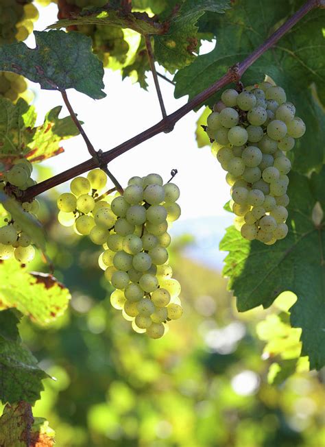 Riesling Grapes On A Vine Photograph By Peter Garten Pixels