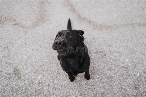 Labrador Negro Hermoso Que Salta Y Que Come Las Invitaciones Diversi N Al Aire Libre Visi N