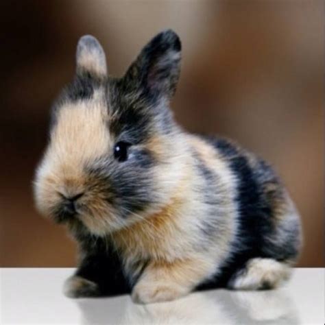 47 Best Fluffy Bunny Images On Pinterest Baby Bunnies Fluffy Pets