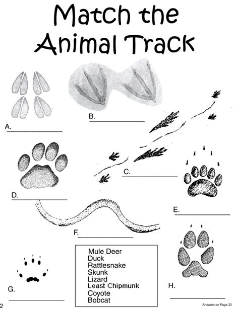 There are three different types of mammal categories: Match the Animal Track