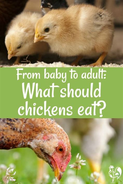 What Should Chickens Eat To Keep Healthy And Happy