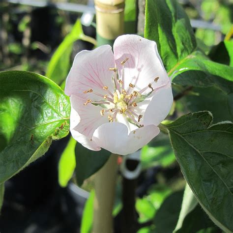 In fact, our tree descriptions can help you find the relevant edible quince trees we have available produce fruits that can be used mostly for cooking, pies, jelly or some can even be eaten fresh. Quince 'Vranja' | Quince Fruit Tree | 4-5ft | eBay