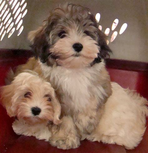 Havanese Puppies And Dogs Pictures Gallery - Pictures Of Animals 2016