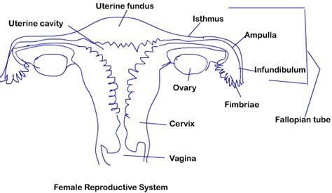Body parts diagram poster vector art. class 12 biology reproduction human reproductive system