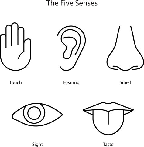 Five Senses Vector Art Icons And Graphics For Free Download
